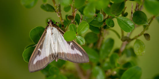 Tree Problems – The Top Tree Insects in Spring and Summer | Davey Tree