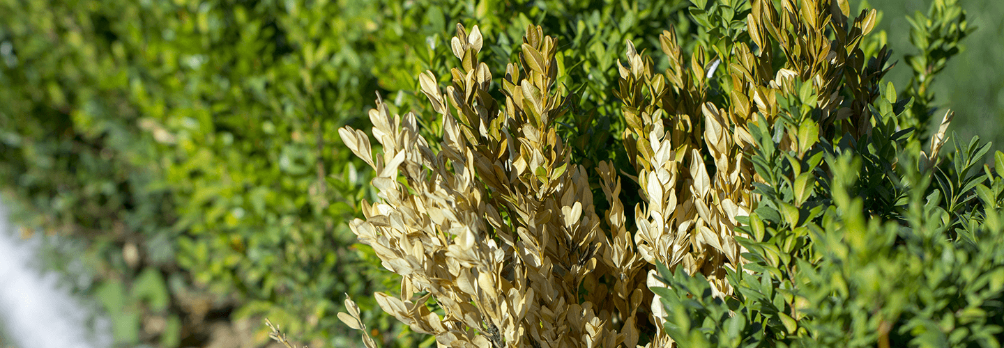 Seasonal Boxwood Shrub Care Davey Tree