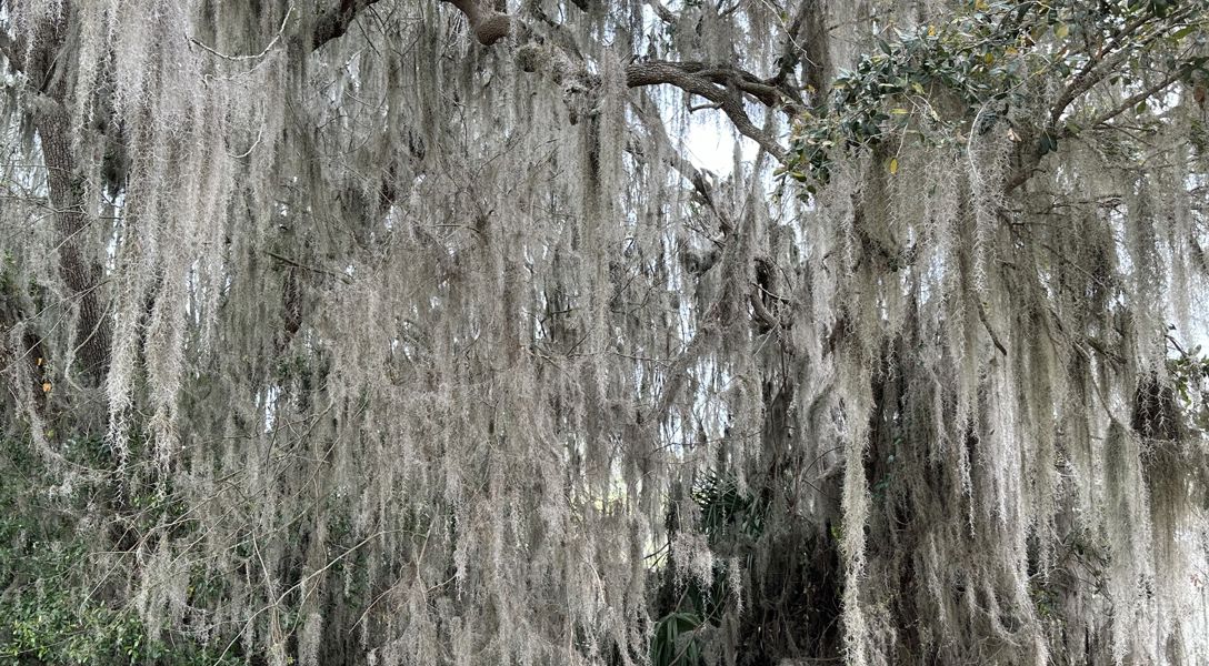 Moss Size What's Growing On My Tree: Spanish Moss Or Ball Moss | Davey Tree