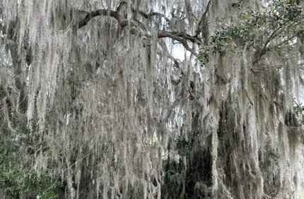 Spanish Moss 2