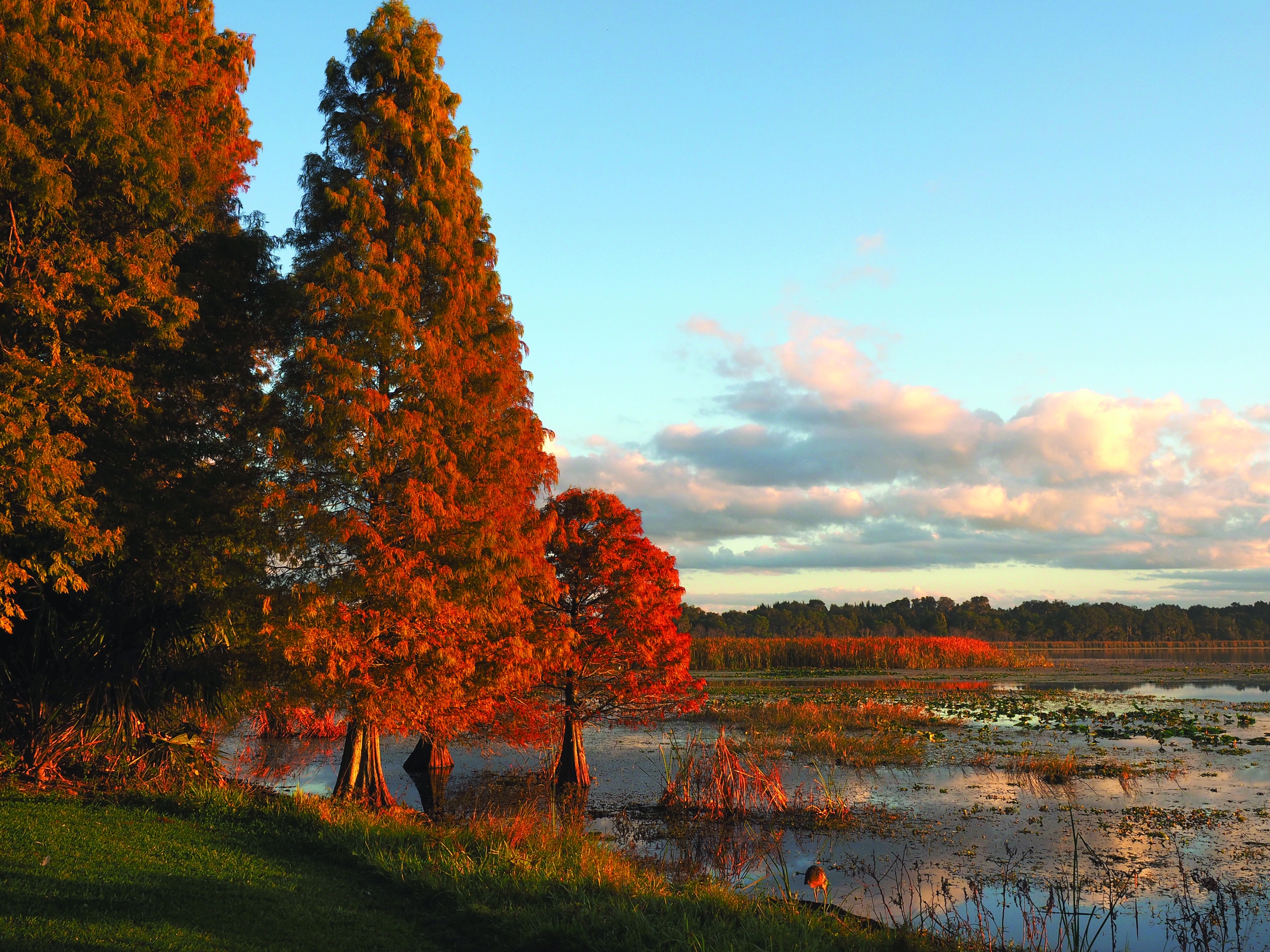 Shutterstock 525760447 Bald Cypress Cmyk