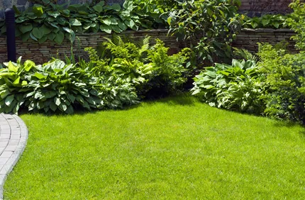 Should I Cut Back Perennials
