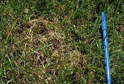 Disease Lawn Red Thread Size