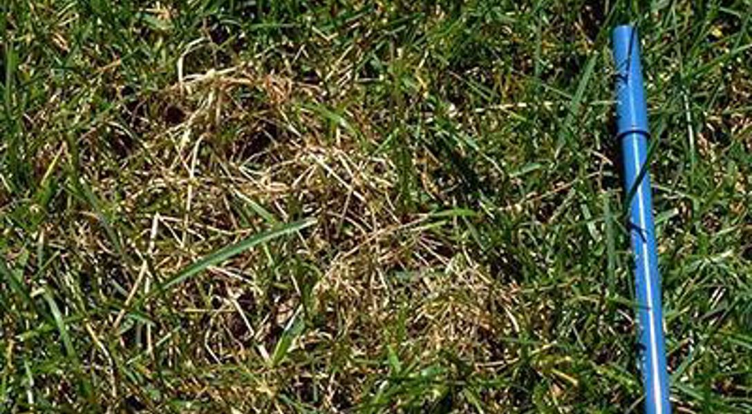 Turf Ribbing Problem Seeing Red: What You Can Do to Protect Your Lawn From a Common Turf ...