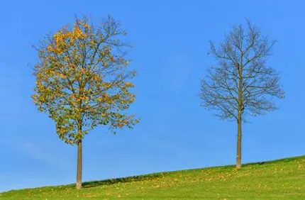 Trees Losing Leaves In Early Or Late Summer Or Early Fall Davey Tree