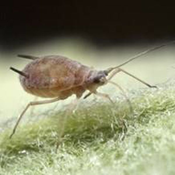 Aphid