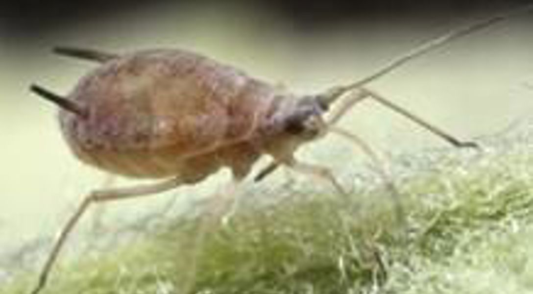 What's Killing My Hackberry Tree: Wooly Hackberry Aphids | Davey Tree