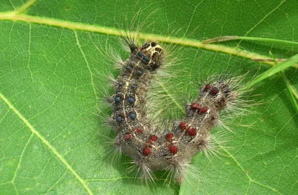 Gypsy Moth Caterpillar On Leaf Davey Tree