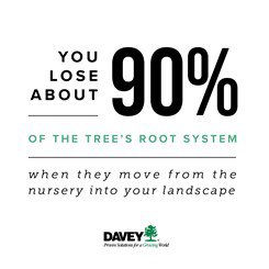 New Tree Planting Tips