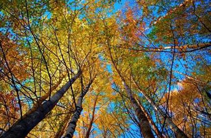 Birchtree320 20Copy 400X267