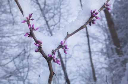 Snow On Redbud Tree Davey Tree