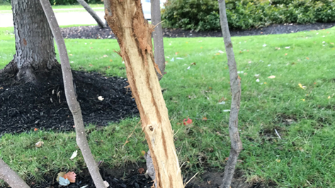 How to Repair Tree Bark Damage from Rabbits?