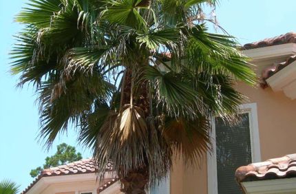 Trees Palm