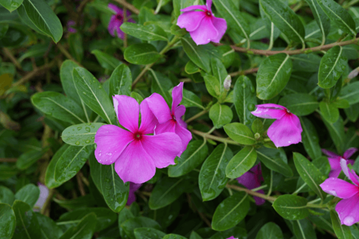 Full Sun Impatiens Plants