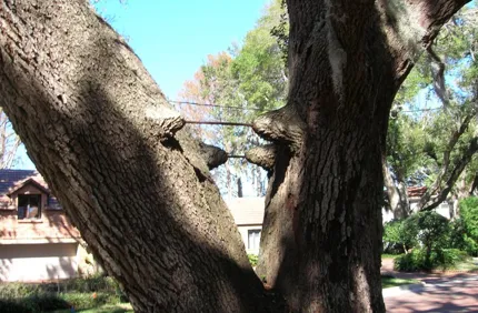 Bracing (1)