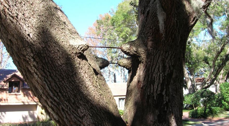 Inside Tree Support Types Of Tree Support Systems | Davey Tree