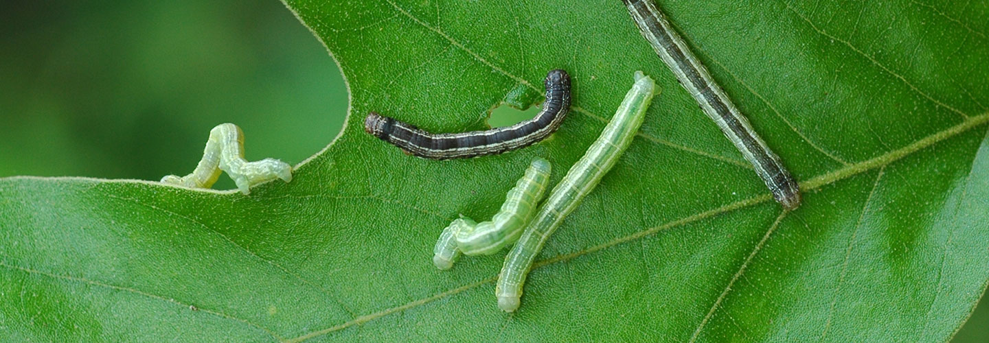 Pest And Disease Cankerworm Banner 1440X500