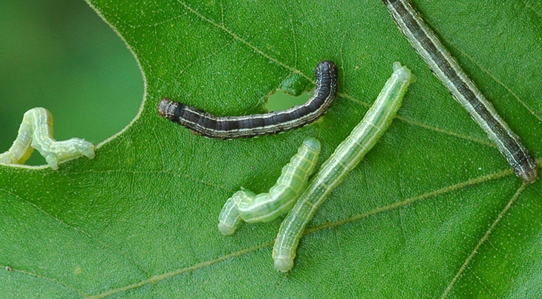 What Disease Is Killing My Maple Tree | Davey Tree