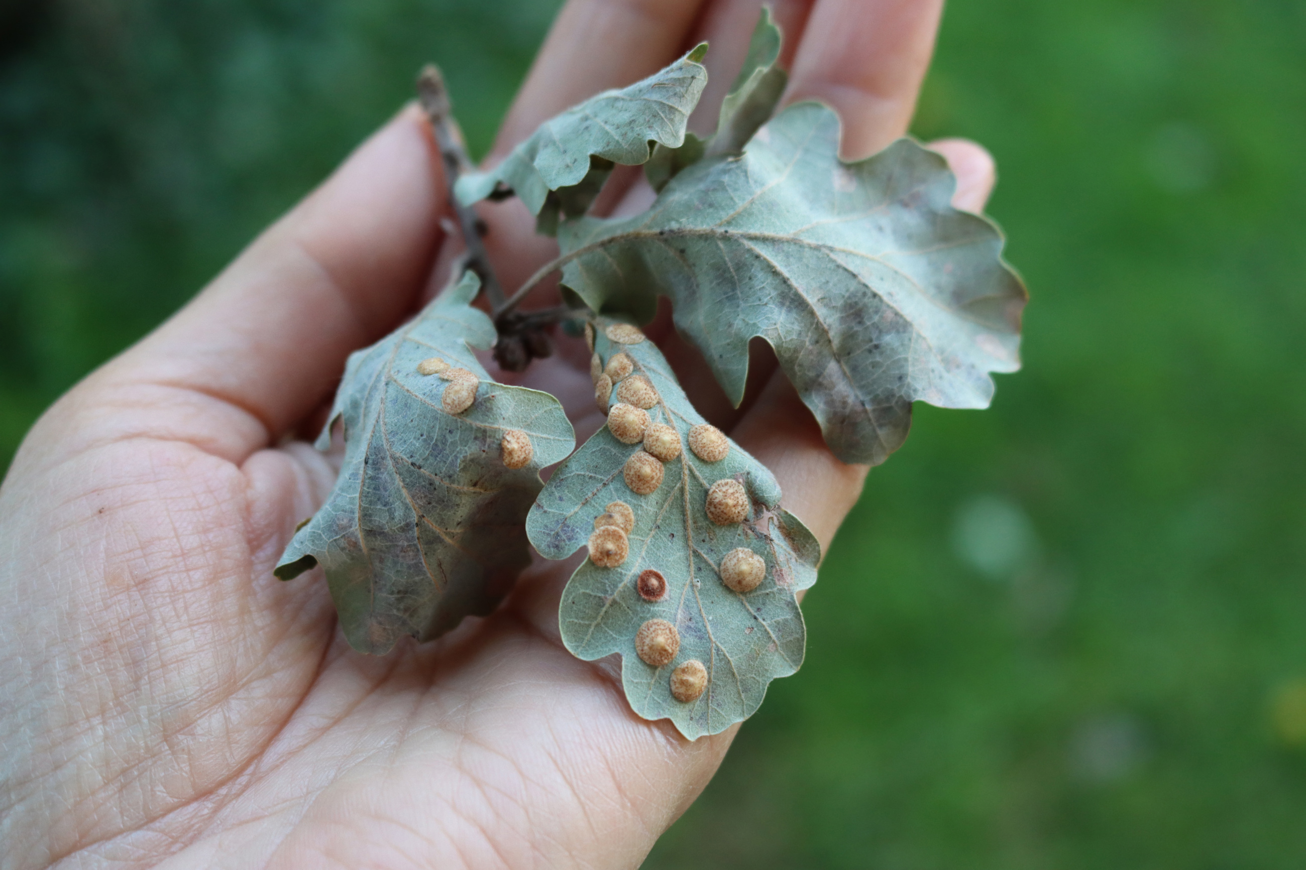 Oak Tree Leaf Galls