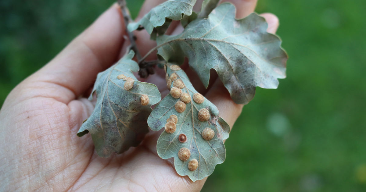 Gal Tree Tree Galls in Spring: What Homeowners Should Know About Unusual Growths ...