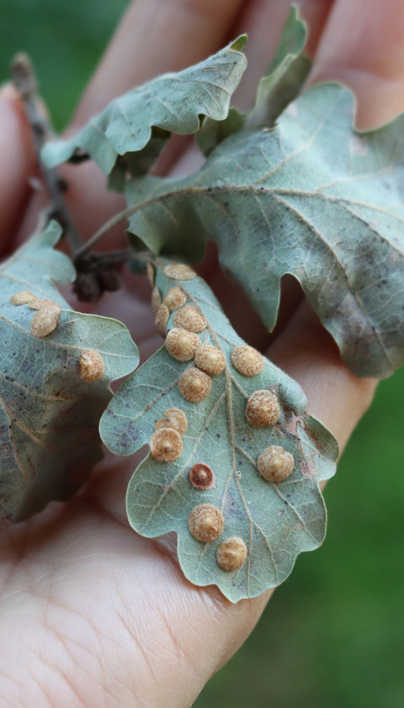 Tree Galls in Spring: What Homeowners Should Know About Unusual Growths ...
