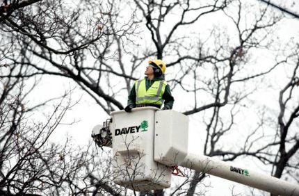 Dormant Pruning