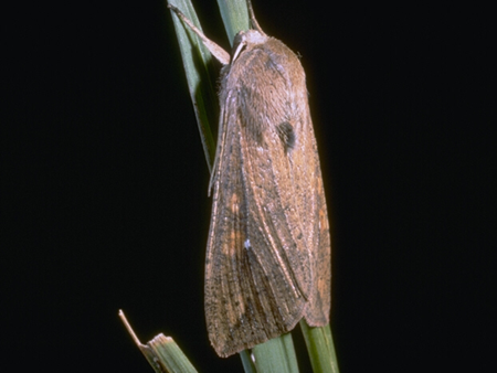 Armymoth