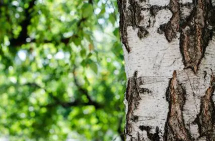 Why Is Bark Peeling On Tree Davey Tree