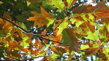 Bacterial Leaf Scorch 600X338