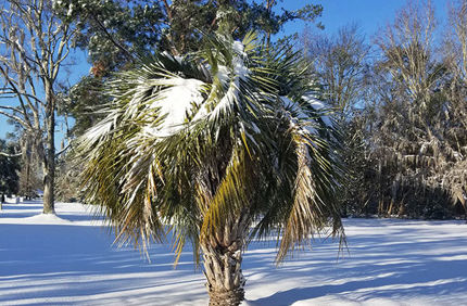 How To Protect Your Palm Tree In Winter