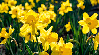 Daffodil Bulbs To Plant In Fall