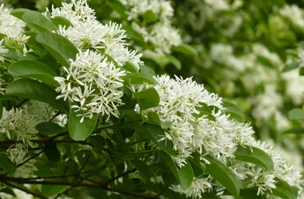Fringe Tree Care