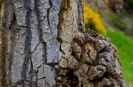 Bumps Or Burls On Tree Trunk Davey Tree