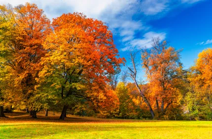 Fall Leaves