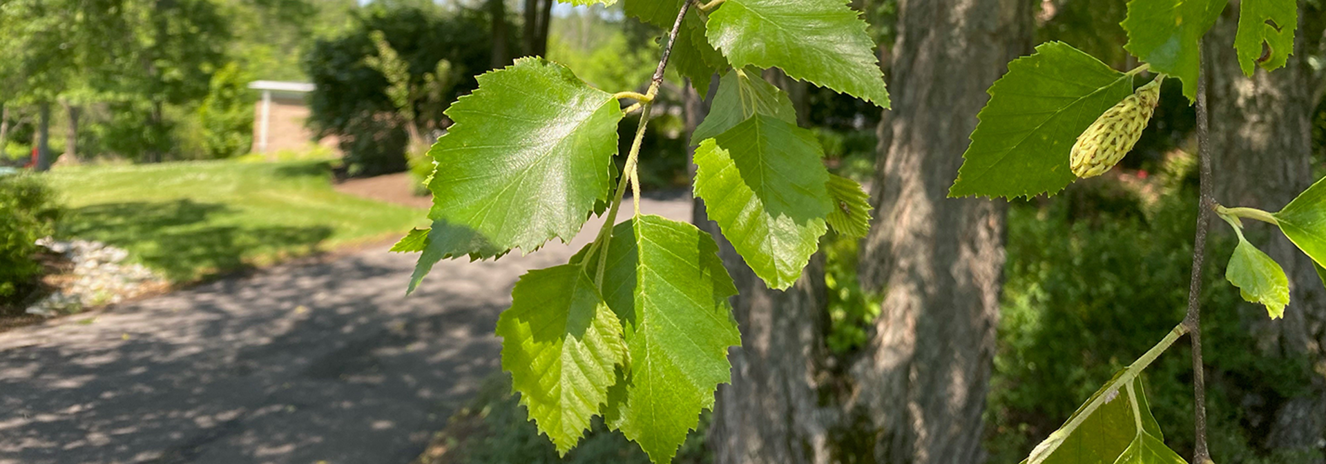 How to Identify a River Birch Tree