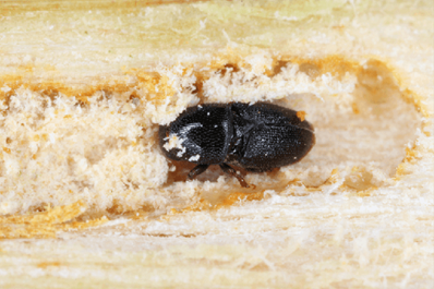 Black Twig Borer Control