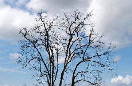 Bare Tree With No Leaves In Winter