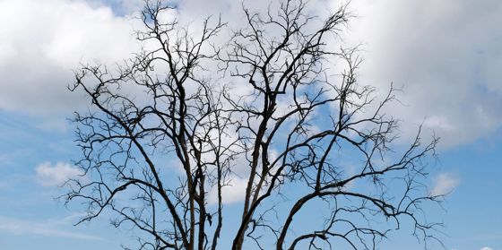 Don’t Skip a Winter Tree Inspection: Why Cold Weather Reveals Hidden ...