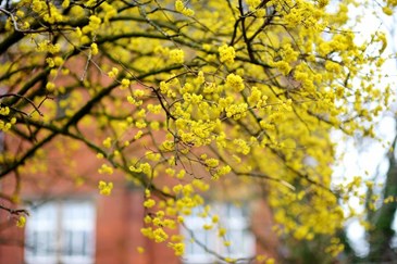 Cornelian Cherry Dogwood Tree In Front Of House