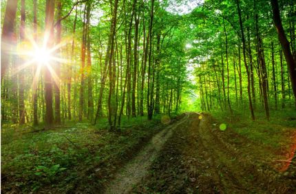 How to Get Rid of Spring Webworms or Eastern Tent Caterpillars | Davey ...