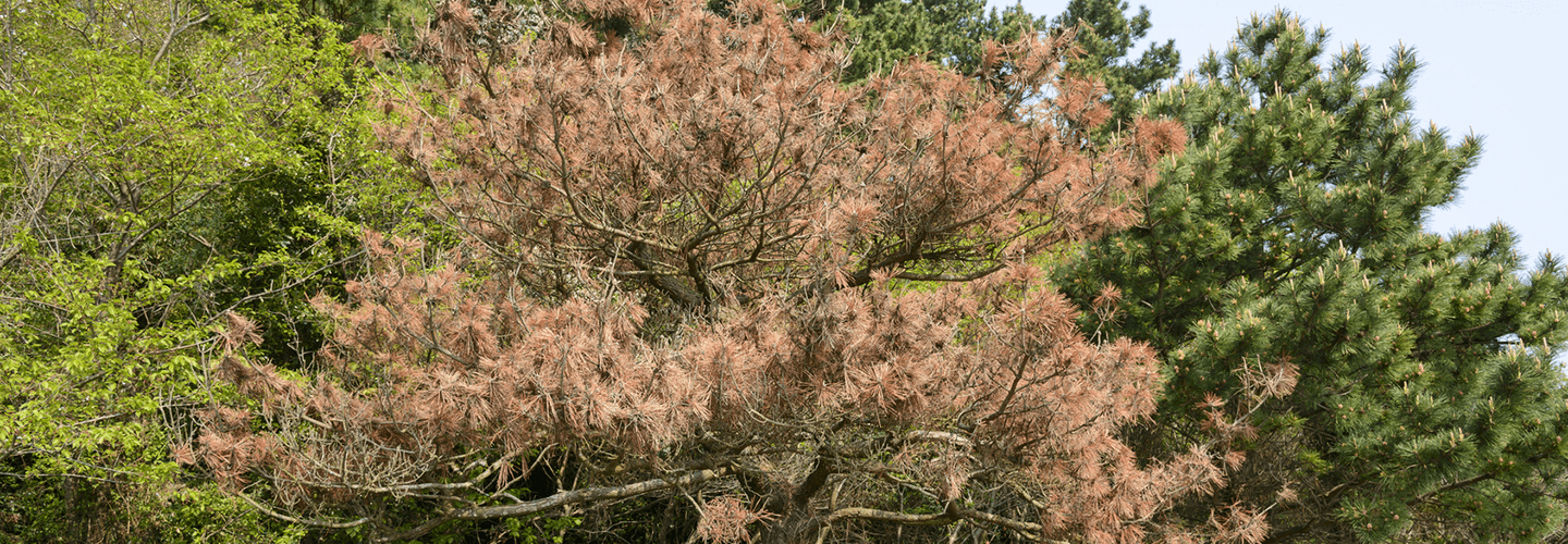 How To Tell If Your Pine Trees Are Dead Or Dormant Davey Tree