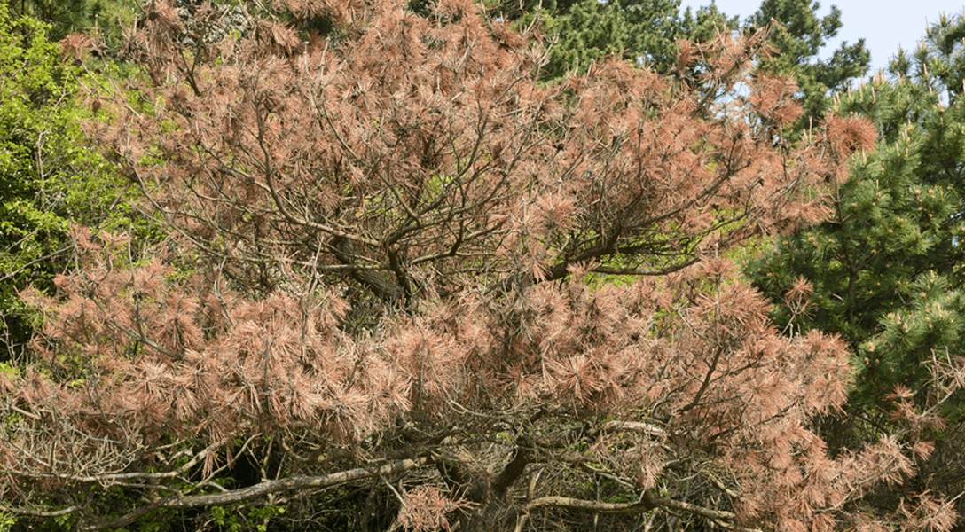 Dead Tree Insect Damage How To Tell If Your Pine Trees Are Dead Or Dormant | Davey Tree