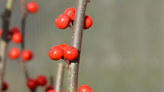 Winterberry Holly Bark