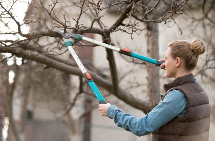 3 28 19 Diy Trimming Tree Branches