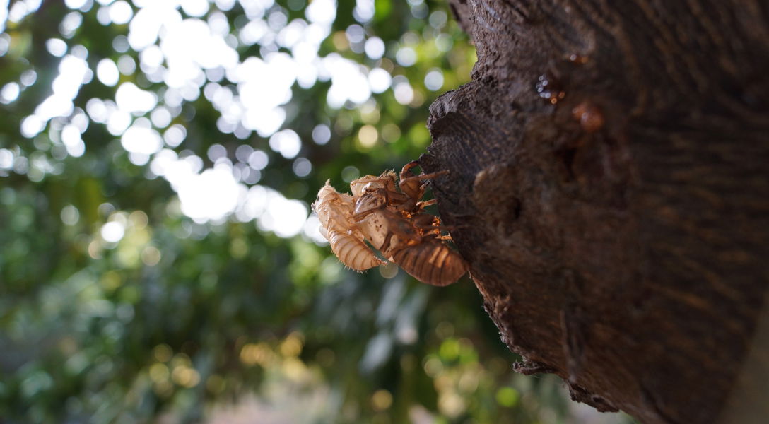 Shell On Tree Do Cicadas Damage or Eat Trees? | Davey Tree