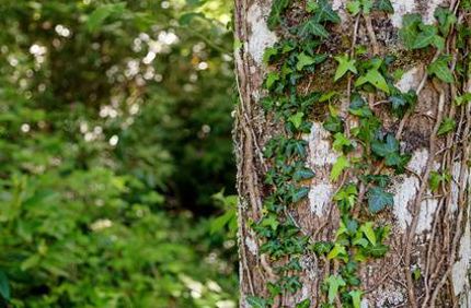 Ivy Growing On Trees