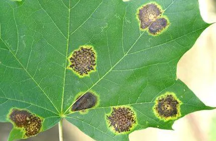 Maple Tar Spot