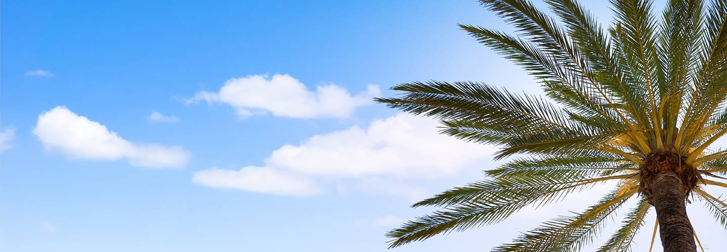 palm tree branches falling