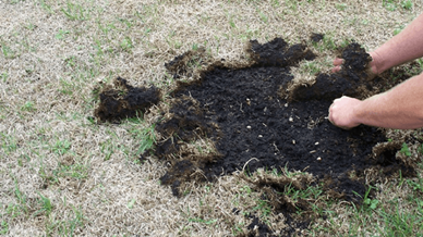 Grub Damage