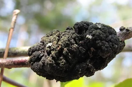 Black Knot Fungus Must Credit Joseph Obrien Usda Forest Service Bugwoodorg